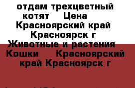 отдам трехцветный котят  › Цена ­ 1 - Красноярский край, Красноярск г. Животные и растения » Кошки   . Красноярский край,Красноярск г.